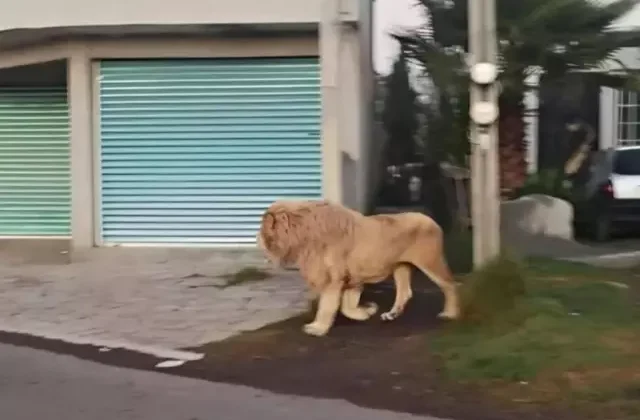 Kafesinden kaçan aslan, büyük korkuya yol açtı