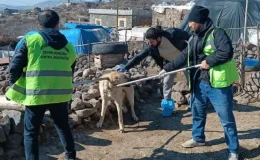 Kuduz köpek 3 kişiyi ısırdı, bölge karantinaya alındı