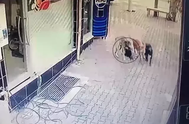 Ölü taklidi yaptı ama yine de sokak köpeklerinden kurtulamadı