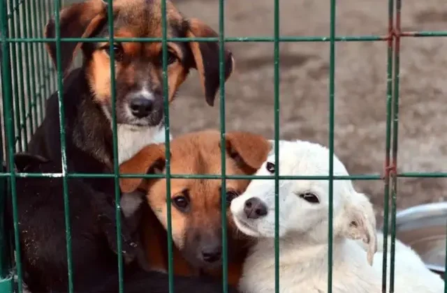 Osmaniye Valiliği: Hayvan bakımevinde 21 köpek ölü bulundu