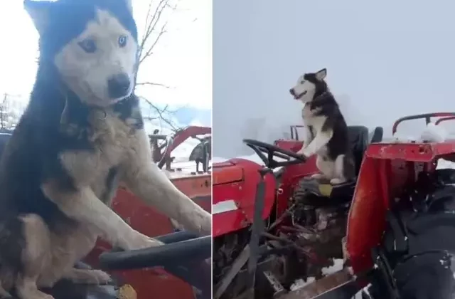 Sibirya kurdunun traktör aşkı! Direksiyona bile geçti