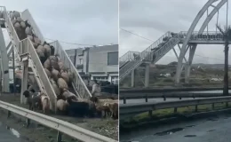 Üst geçit kullanmayanlara mesaj! Koyun sürüsü bir an bile tereddüt etmedi