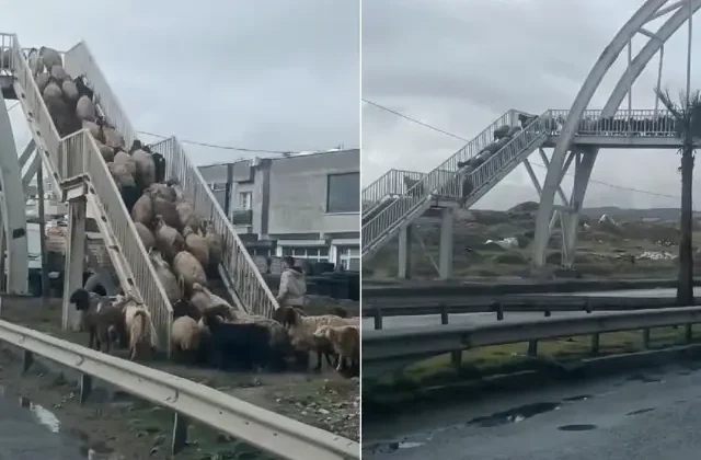 Üst geçit kullanmayanlara mesaj! Koyun sürüsü bir an bile tereddüt etmedi