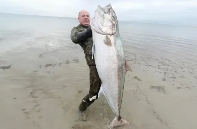 Zıpkınla 1.8 metre boyunda akya balığı avladı