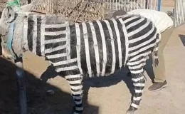 Ziyaretçi çekmek için eşekleri zebra gibi boyadılar