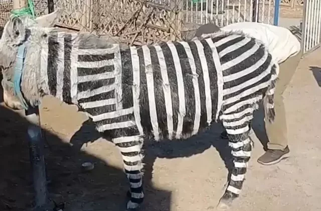 Ziyaretçi çekmek için eşekleri zebra gibi boyadılar