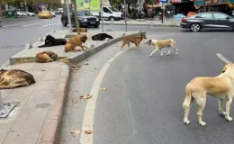 Bakan Yerlikaya’dan sokak köpekleri açıklaması: Müfettişler 2 ayda bir belediyeleri denetleyecek