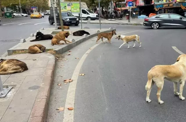 Bakan Yerlikaya’dan sokak köpekleri açıklaması: Müfettişler 2 ayda bir belediyeleri denetleyecek