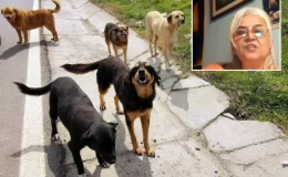 Hayvanlara Adalet Derneği Başkanı’ndan skandal sözler: Keşke köpekler, görevlilerin boynunu koparsa