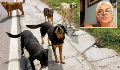 Hayvanlara Adalet Derneği Başkanı’ndan skandal sözler: Keşke köpekler, görevlilerin boynunu koparsa