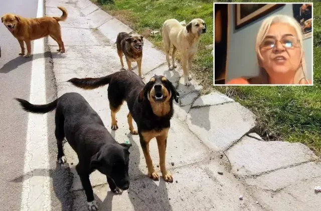 Hayvanlara Adalet Derneği Başkanı’ndan skandal sözler: Keşke köpekler, görevlilerin boynunu koparsa