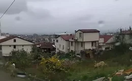 Konya’nın ardından Yalova’da da köpek saldırısı! Valilik’ten açıklama geldi