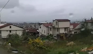 Konya’nın ardından Yalova’da da köpek saldırısı! Valilik’ten açıklama geldi