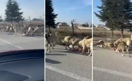 Köpeklerin 2 yaşındaki çocuğu parçaladığı ilçeden gelen görüntü korkunç