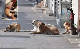 Küçük çocuk, başıboş köpeklerin saldırısında ölümden döndü