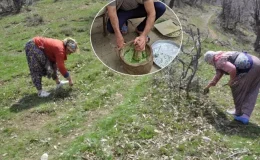 Dağdan toplanıyor, kilosu 10 bin TL’ye satılıyor