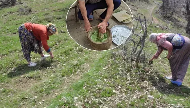 Dağdan toplanıyor, kilosu 10 bin TL’ye satılıyor