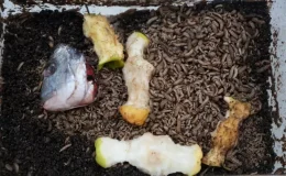 Devrim niteliğinde buluş! ‘Siyah asker’ olarak anılıyor, yeni dönemi başlatacak