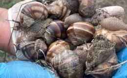 Toprak yumuşayınca çıkmaya başladılar, dolması yapılıyor! Günlük 2 bin lira kazanan var