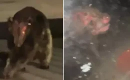 Uzmanları bile şaşırtan gizemli canlı: ‘Hiçbir bilinen türe benzemiyor