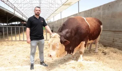 1.5 tondan fazla! İşte gözü gibi baktığı danasına istediği fiyat