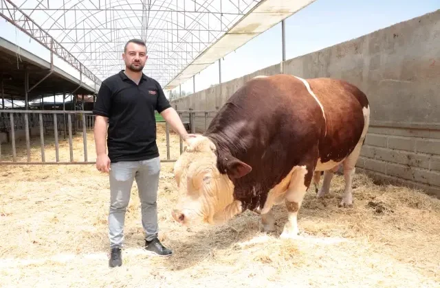 1.5 tondan fazla! İşte gözü gibi baktığı danasına istediği fiyat