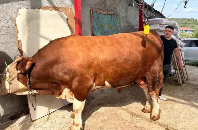 1 ton 200 kiloluk kurbanlık, araba fiyatına alıcısını bekliyor