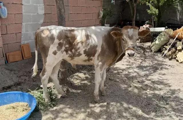 3 aylıkken ahırdan kaçtı, Kurban’a günler kala yakalandı