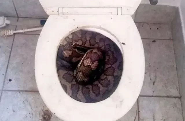 3,5 metre uzunluğundaki yılan, tuvaletini yapan adamın penisini parçaladı
