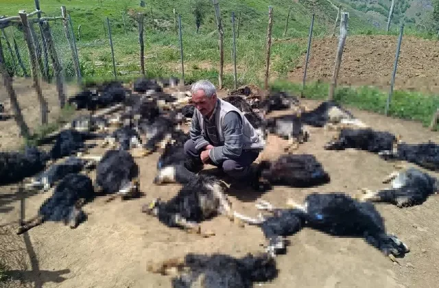 Ağıla giren kurtlar, 49 küçükbaşı öldürdü