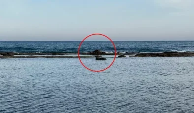 Antalya’da denizin ortasındaki inek leşi görenleri şoke etti