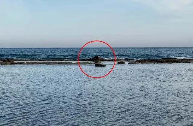 Antalya’da denizin ortasındaki inek leşi görenleri şoke etti