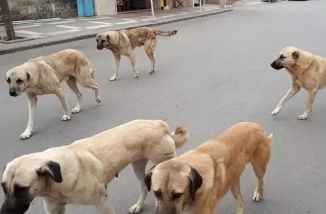 AYM’den Sokak Hayvanları Yasası’nın iptal istemine ret