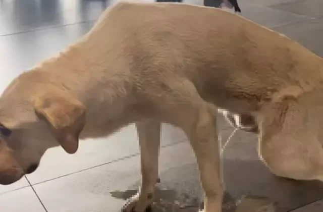 Başıboş köpek, hastane kafeteryasına tuvaletini yaptı