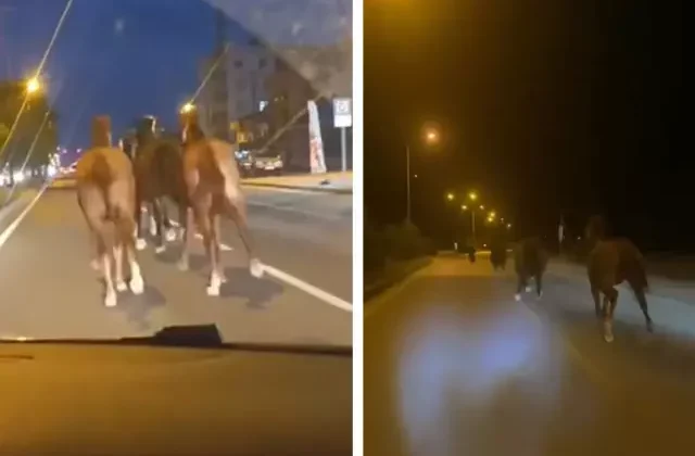 Bir dönem Türkiye’nin en zengin iş insanıydı! Çiftliğindeki yarış atları kaçtı