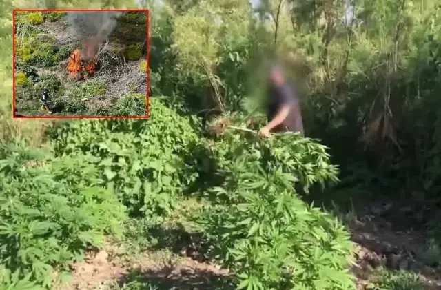 Dicle Nehri kenarına ekilen 100 milyon TL değerinde kenevir imha edildi