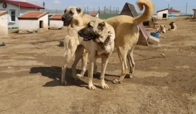 Dünyada eşi benzeri bulunmayan Kangallara 3 ülke talip oldu