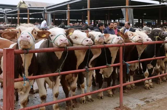 Emeklilik parasıyla internetten aldığı 3 dana 3 günde öldü
