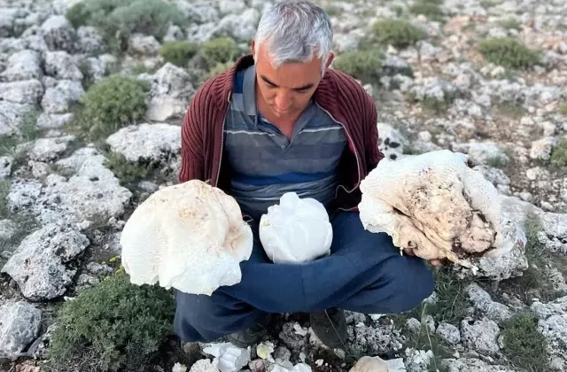 Eşiyle birlikte çıktığı yaylada dev mantarlar buldu