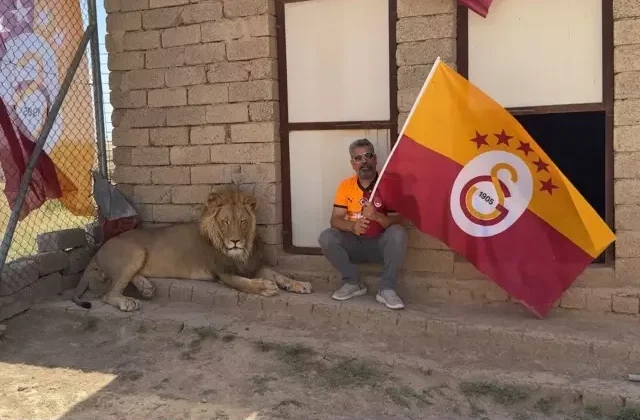 Galatasaraylı taraftar, şampiyonluğu aslanlarıyla kutladı! Aslanlara verdiği isim dikkat çekti