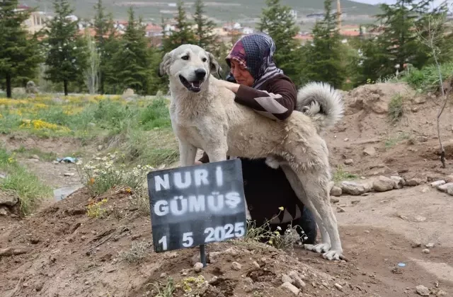 Garip, sahibinin mezarının başından ayrılmıyor