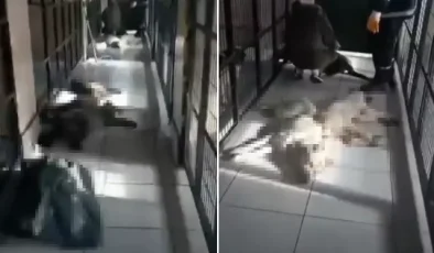 Hayvan barınağında kan donduran görüntüler! Belediyeden açıklama geldi