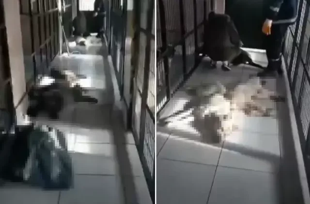 Hayvan barınağında kan donduran görüntüler! Belediyeden açıklama geldi