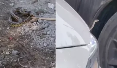 İlçeyi yılanlar bastı! Belediye araç motorlarından, binalardan topluyor