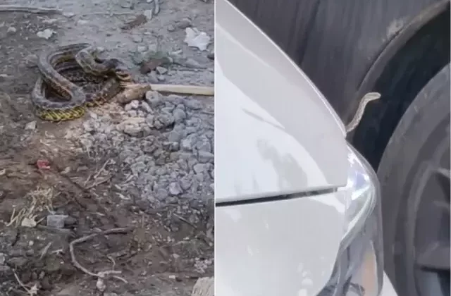 İlçeyi yılanlar bastı! Belediye araç motorlarından, binalardan topluyor