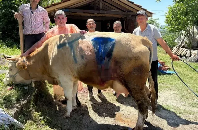İnek, çift başlı buzağı doğurdu