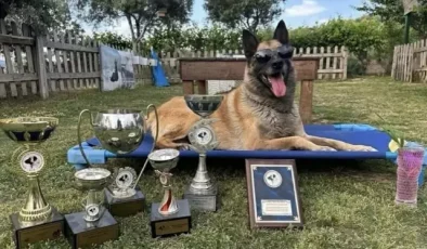 Kahraman köpek ‘Bob’ hayatını kaybetti