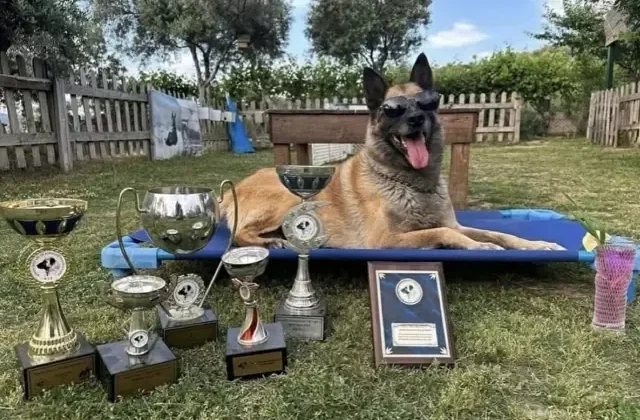 Kahraman köpek ‘Bob’ hayatını kaybetti
