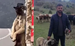 Kamyon kasasında sarkan köpeğin sahibi konuştu! İşte olayın iç yüzü