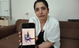 Kayıp kedisi için 15 bin lira ödül koydu: Bulamazsam eşim beni boşayacak
